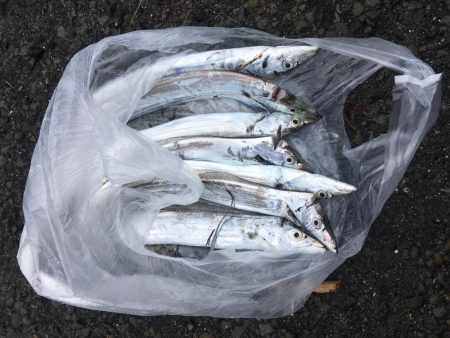 太刀魚の爆釣終了？